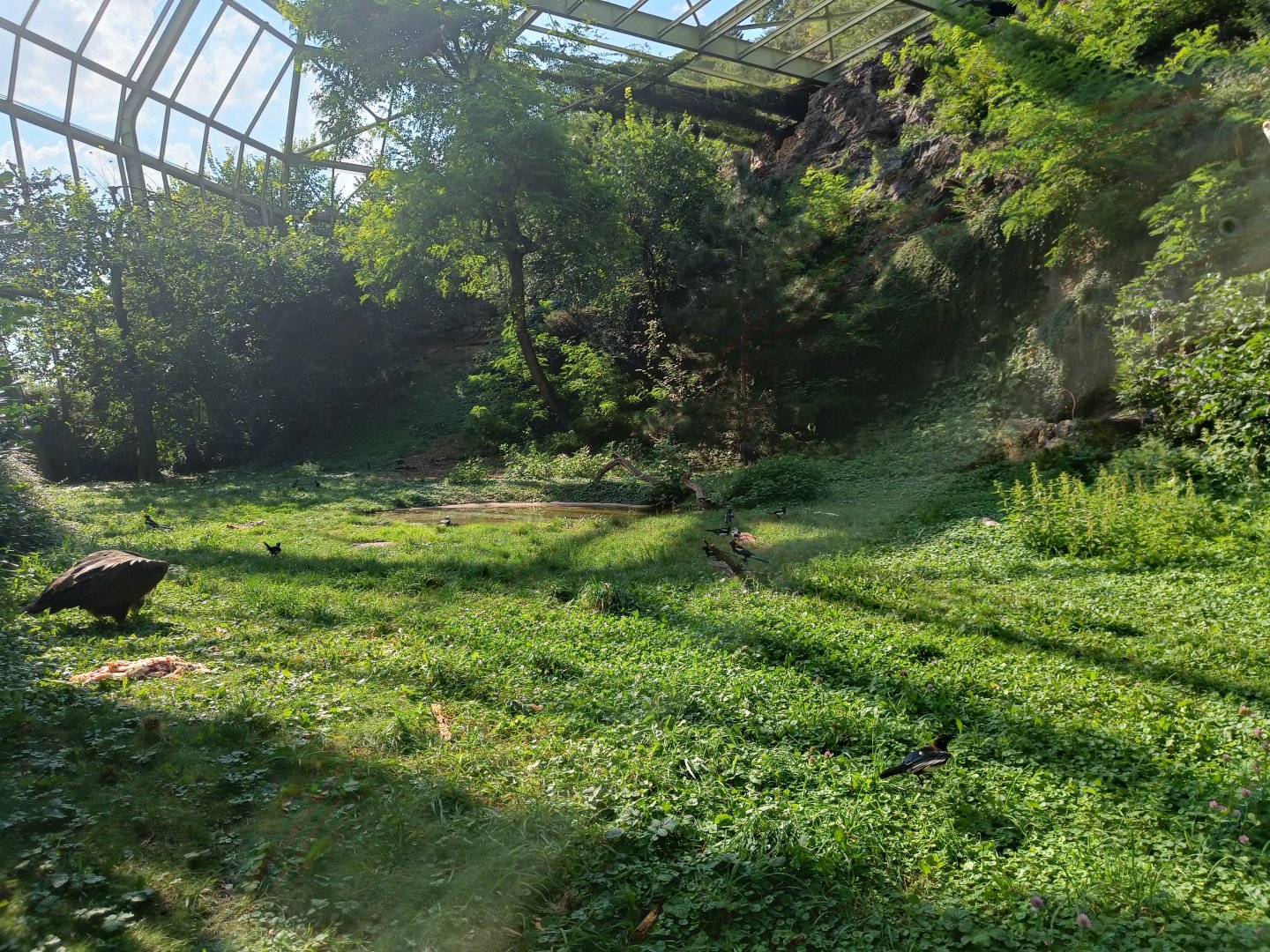 Great Aviary - Rock Outcrop