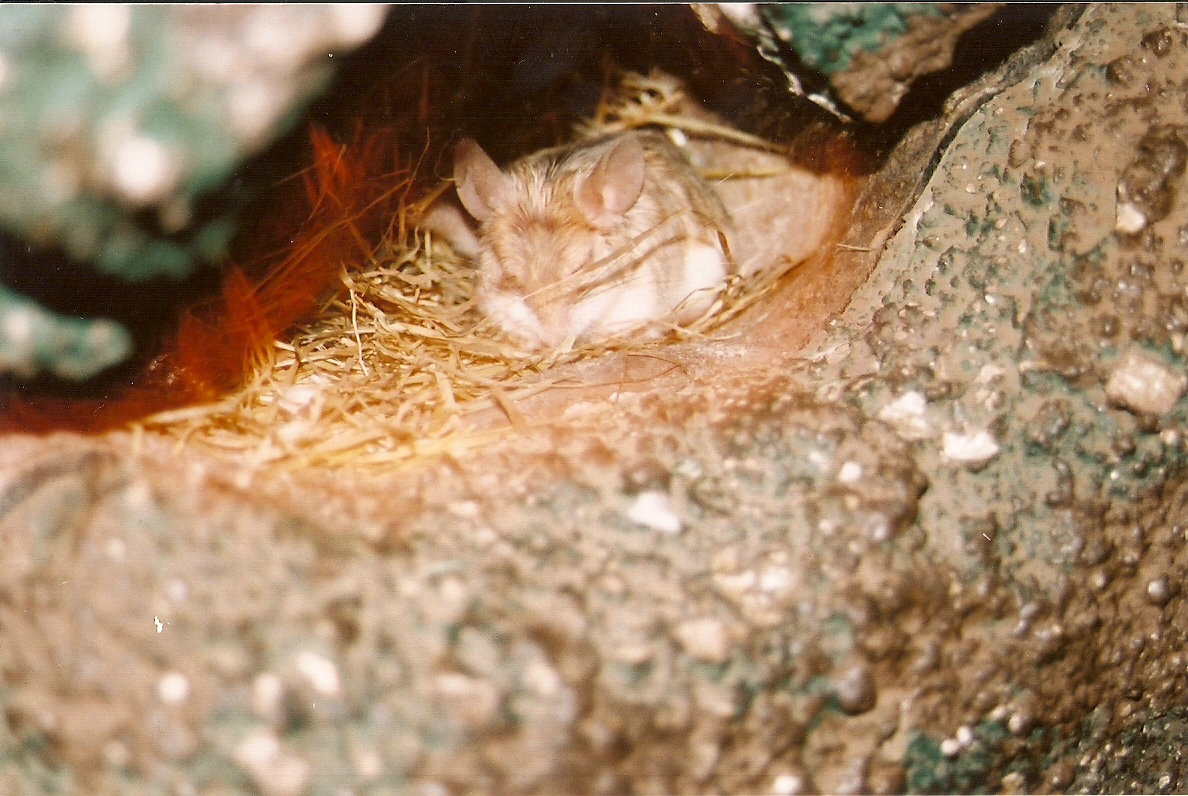 Great Balkan Mouse-like Hamster at Bristol 17/07/2004