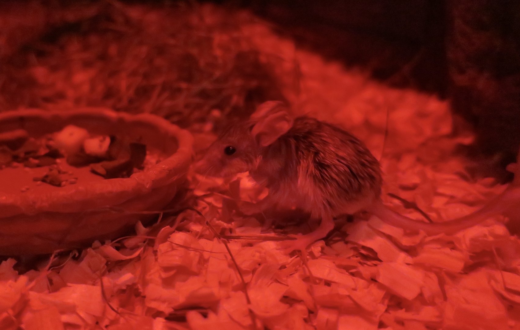 Great Balkhan Mouse-Like Hamster (Calomyscus mystax)