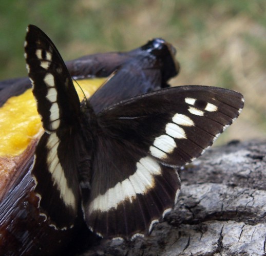 Great Banded Grayling (Brintesia circe)
