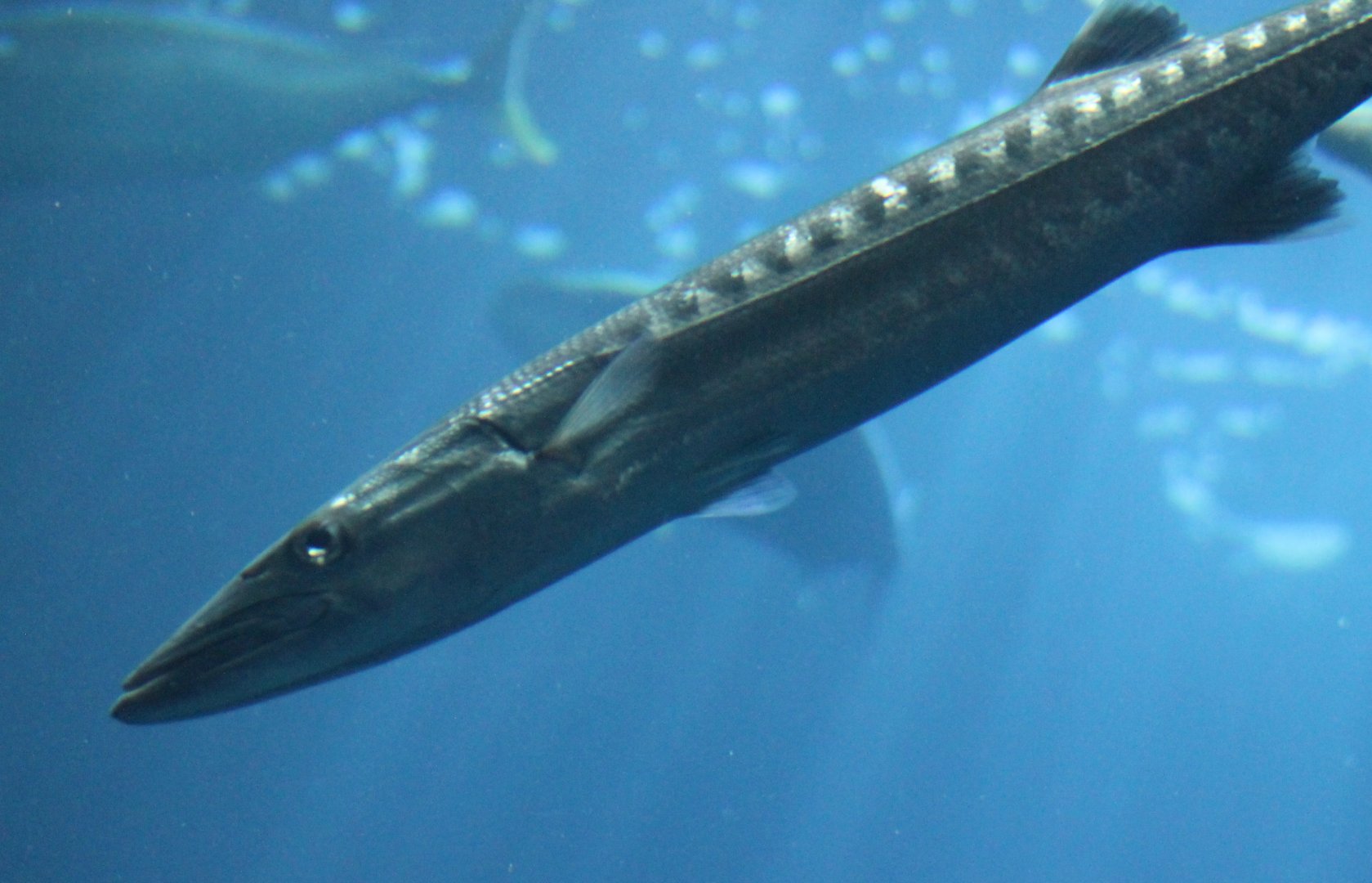 Great baracuda