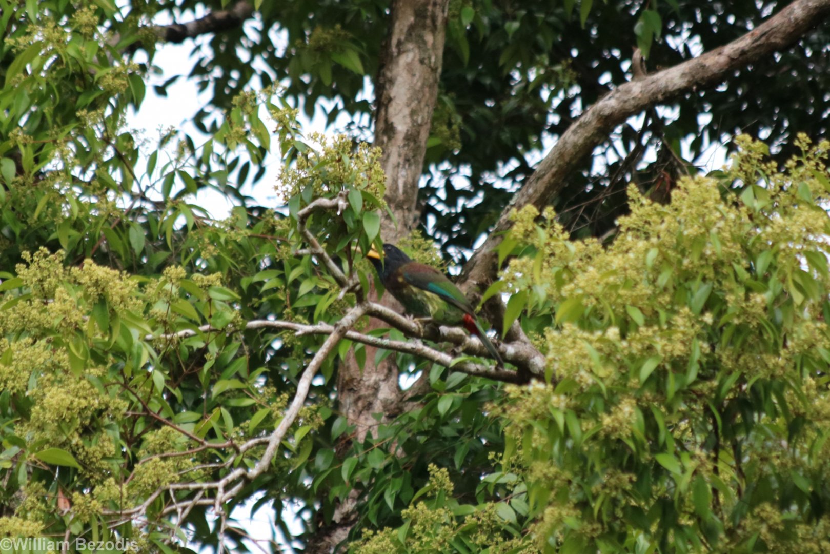 Great Barbet - Kaeng Krachan National Park
