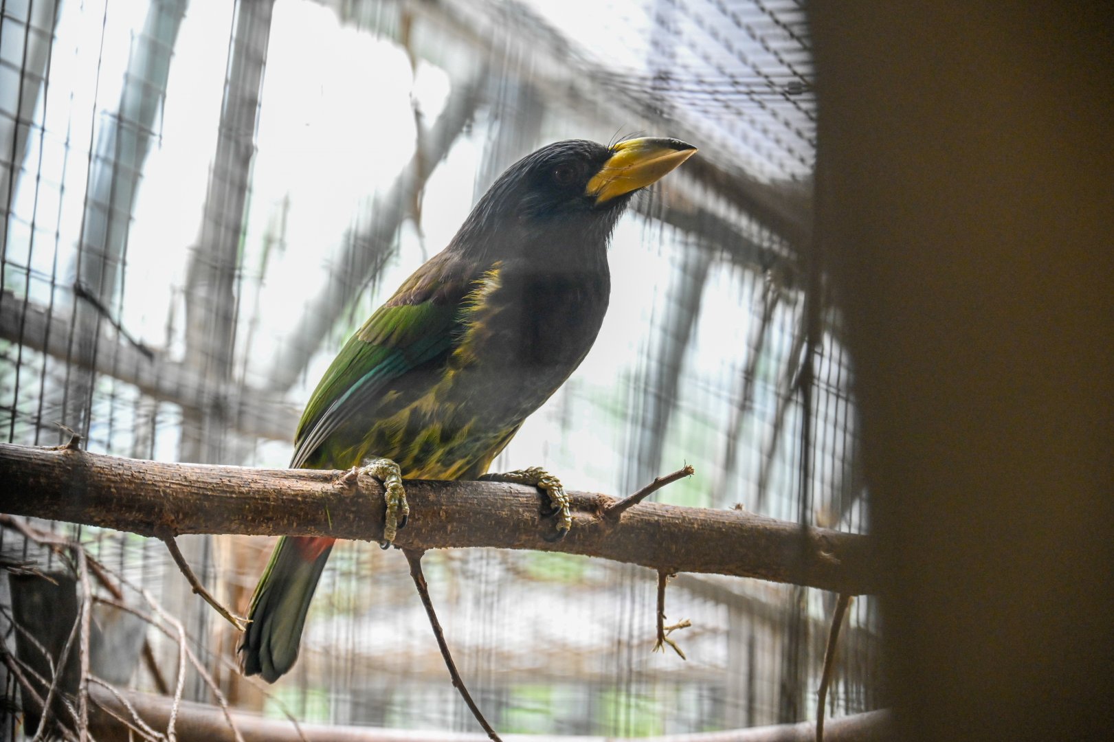 Great Barbet (psilopogon virens) 04/25 - Behind the scenes