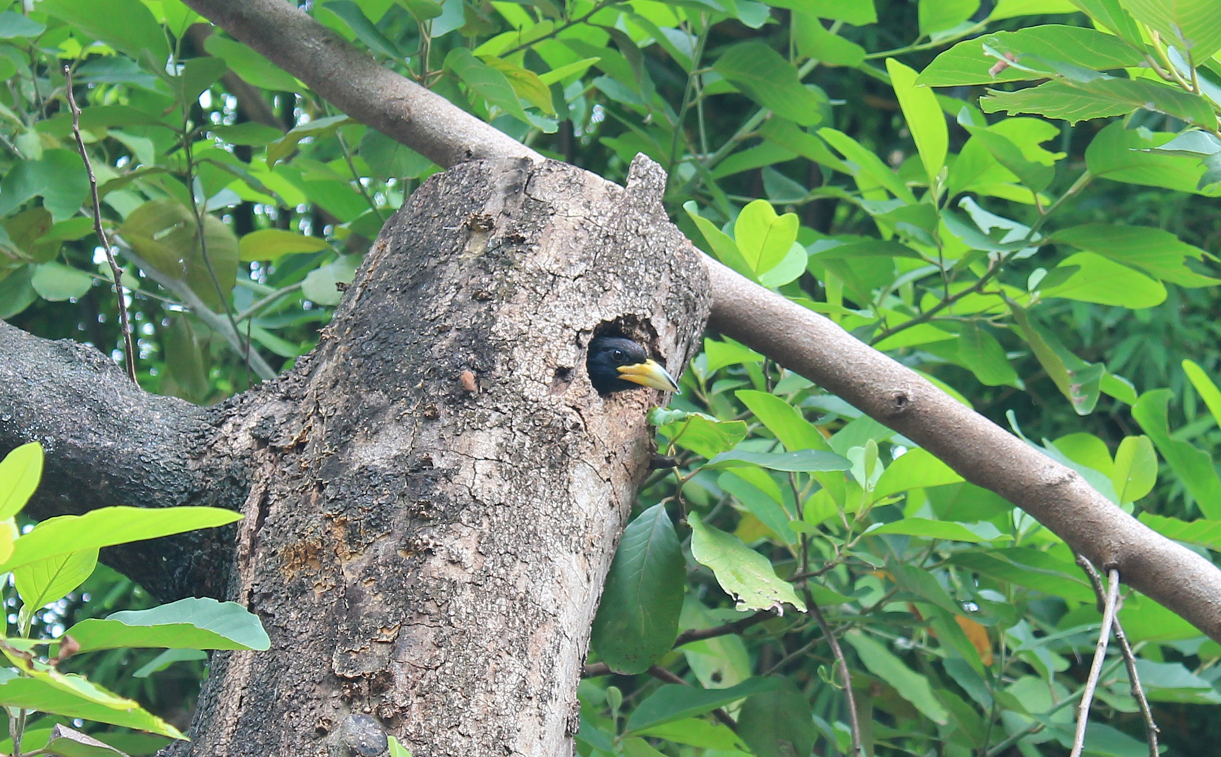 Great Barbet (Psilopogon virens) at nest-hole