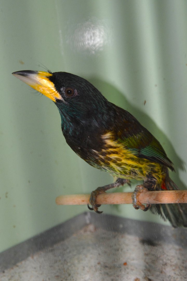 Great barbet (Psilopogon virens virens)