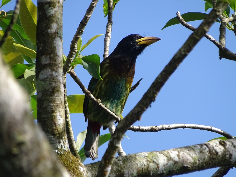 Great barbet (Psilopogon virens virens)