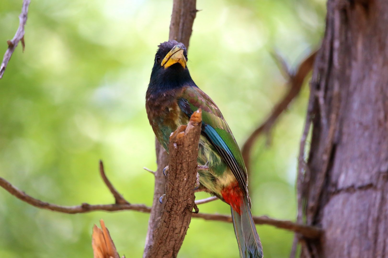 Great Barbet (Psilopogon virens)
