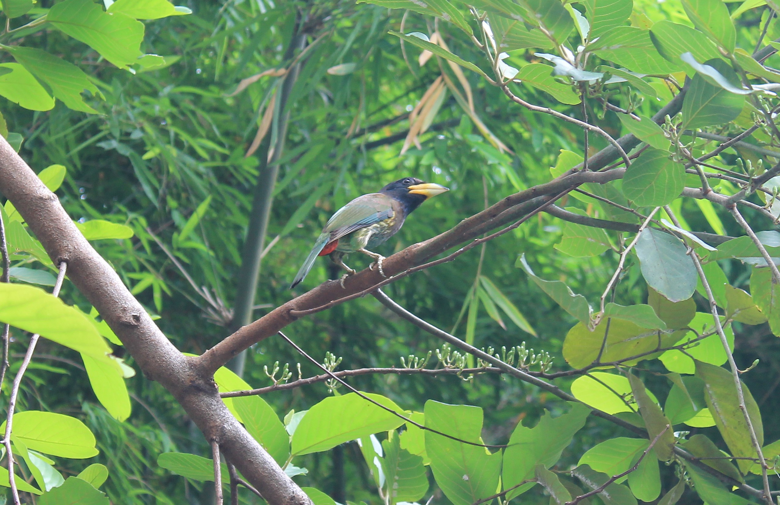 Great Barbet (Psilopogon virens)