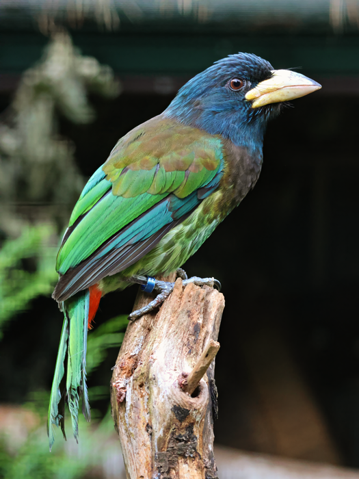 Great barbet (Psilopogon virens)