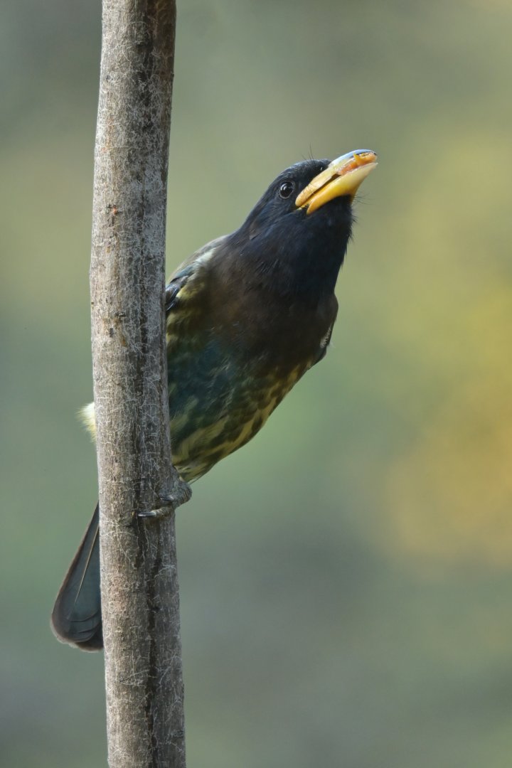 Great Barbet Psilopogon virens