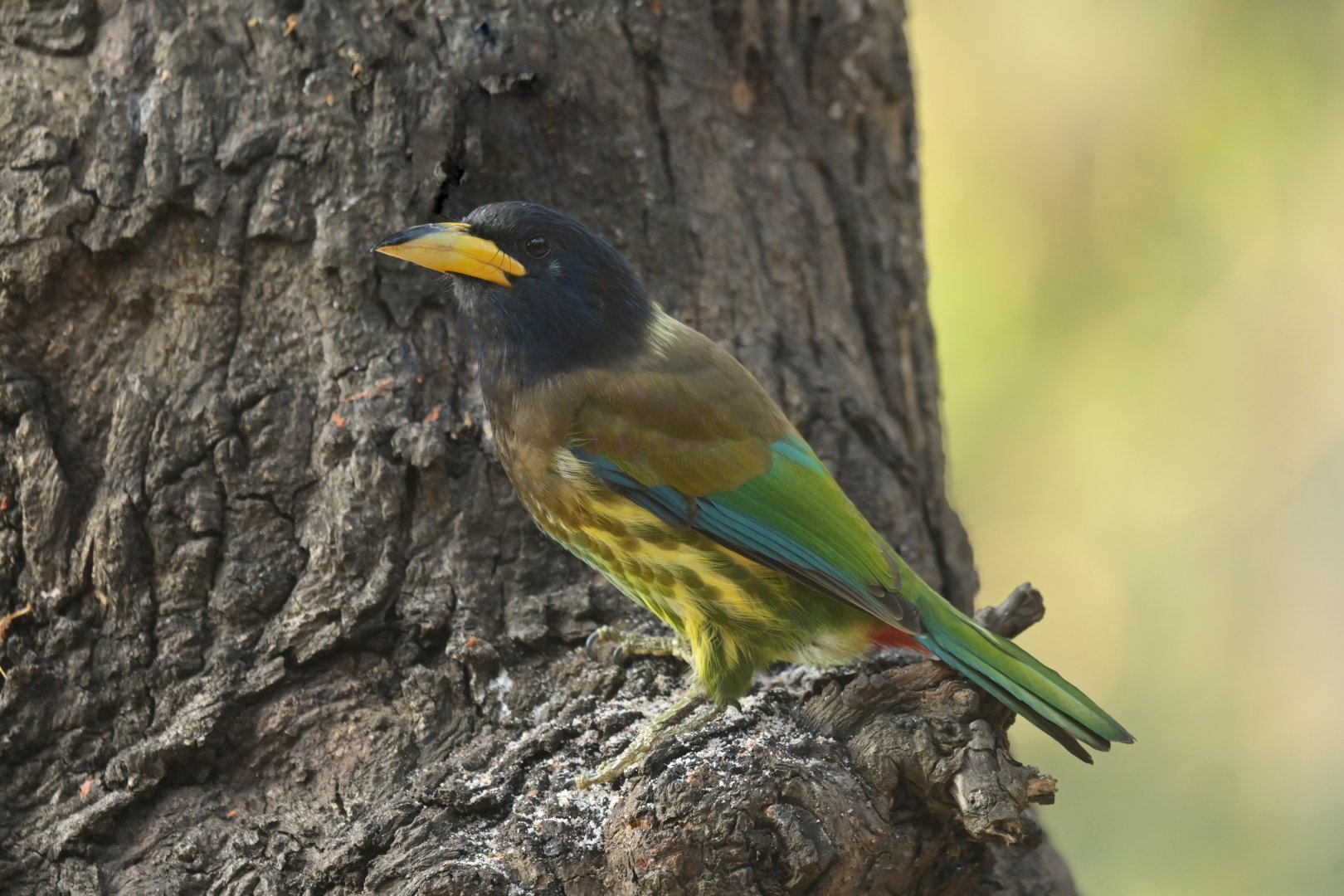Great Barbet Psilopogon virens