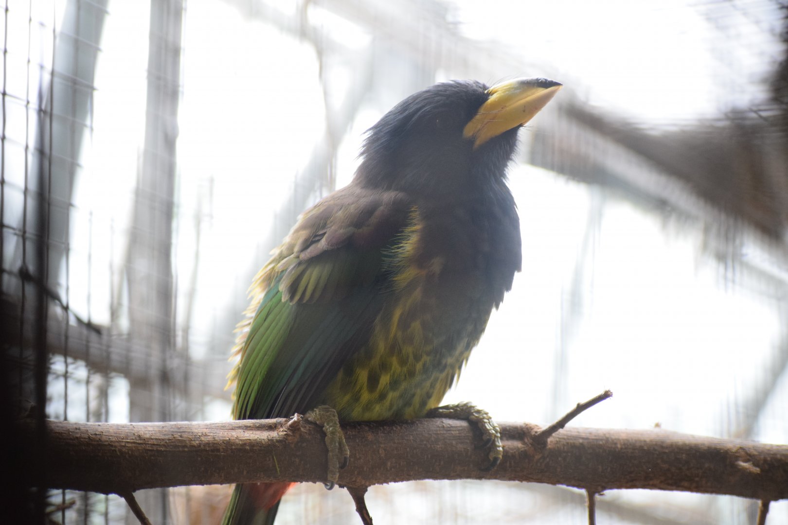Great barbet