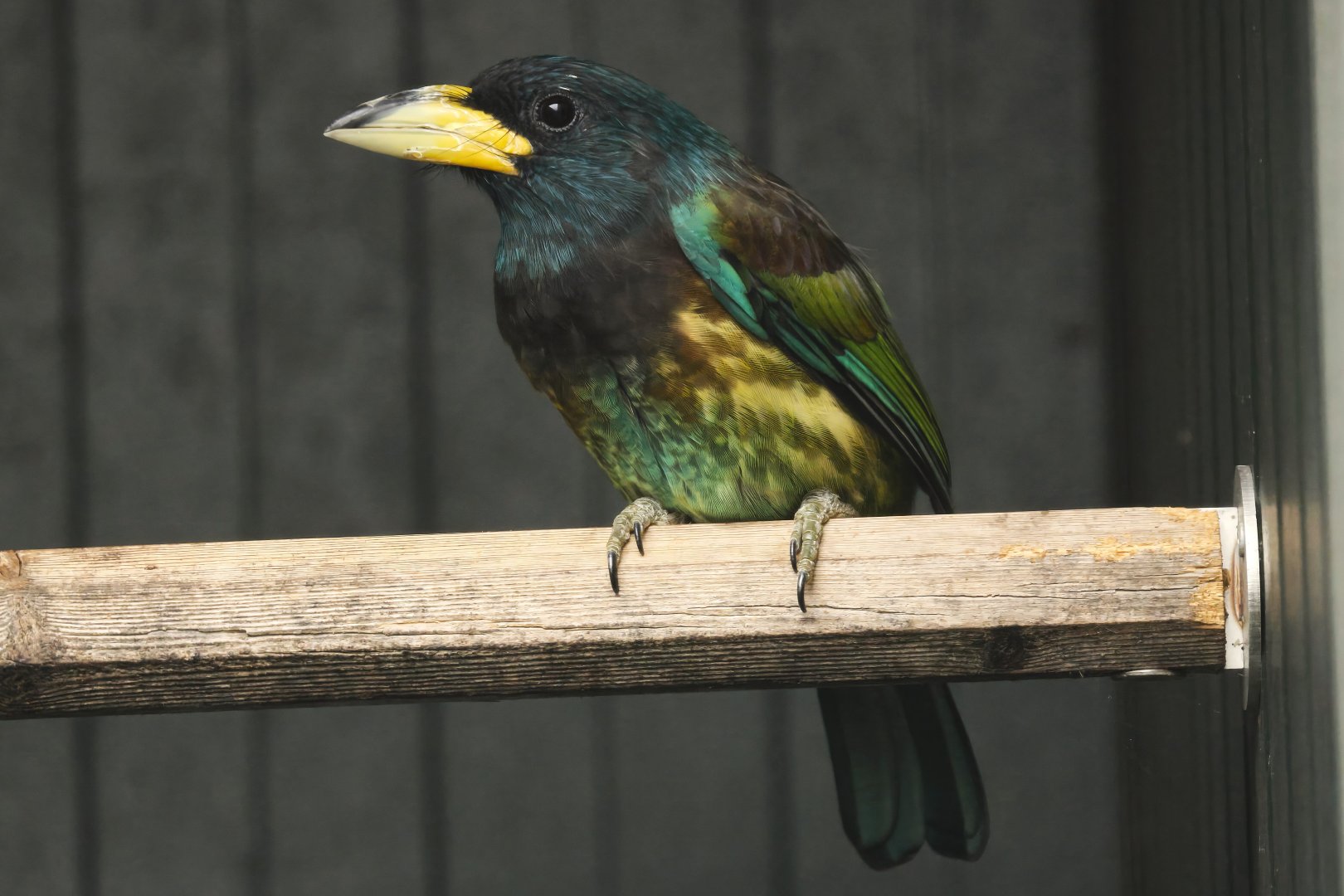 Great barbet