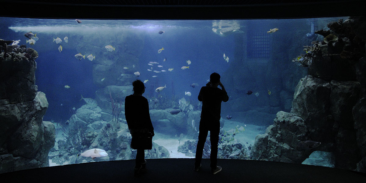 Great Barier Reef tank