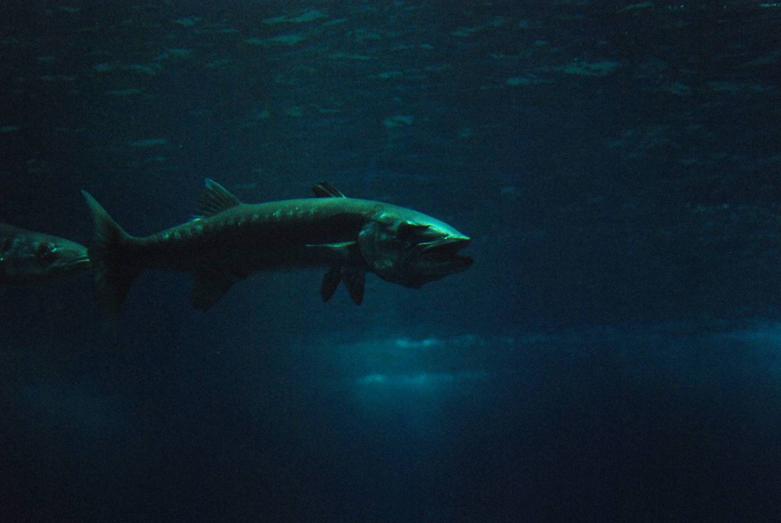 Great Barracuda at Lisbon Oceanarium, 25/05/11