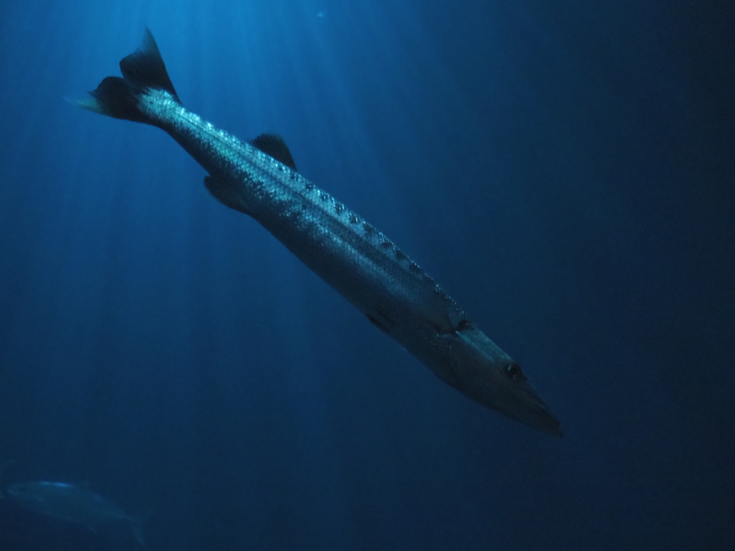 Great barracuda (Sphyraena barracuda), Sep 16th, 2018