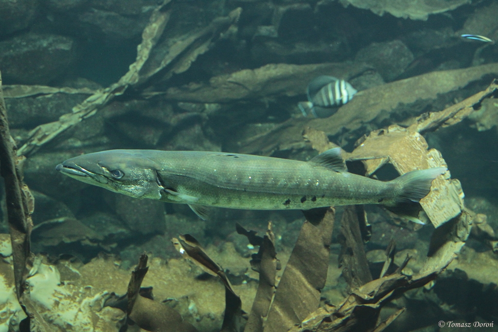 Great barracuda (Sphyraena barracuda)