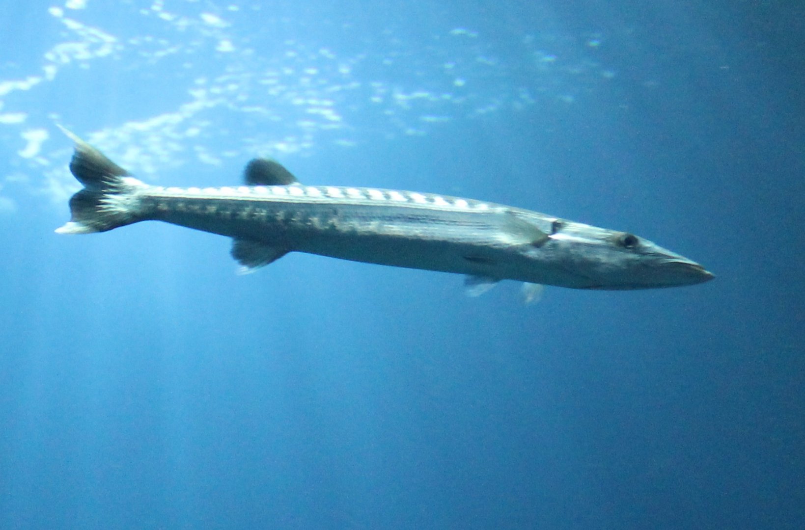 Great Barracuda (Sphyraena barracuda)