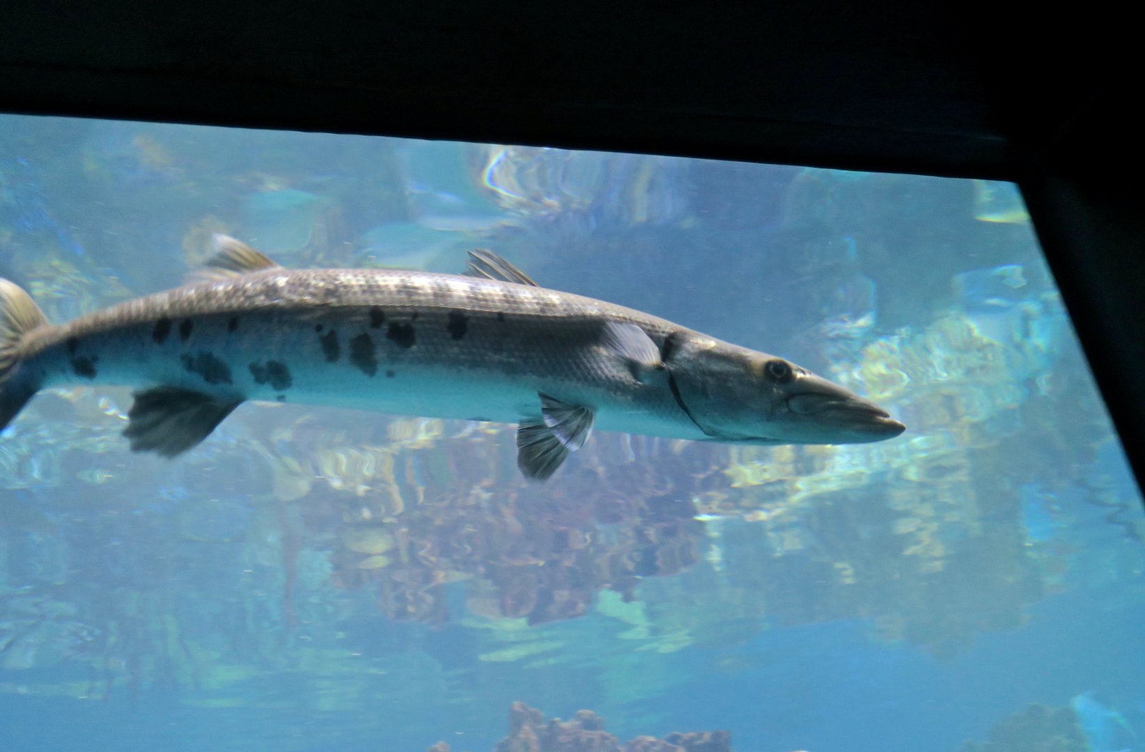 Great Barracuda (Sphyraena barracuda)