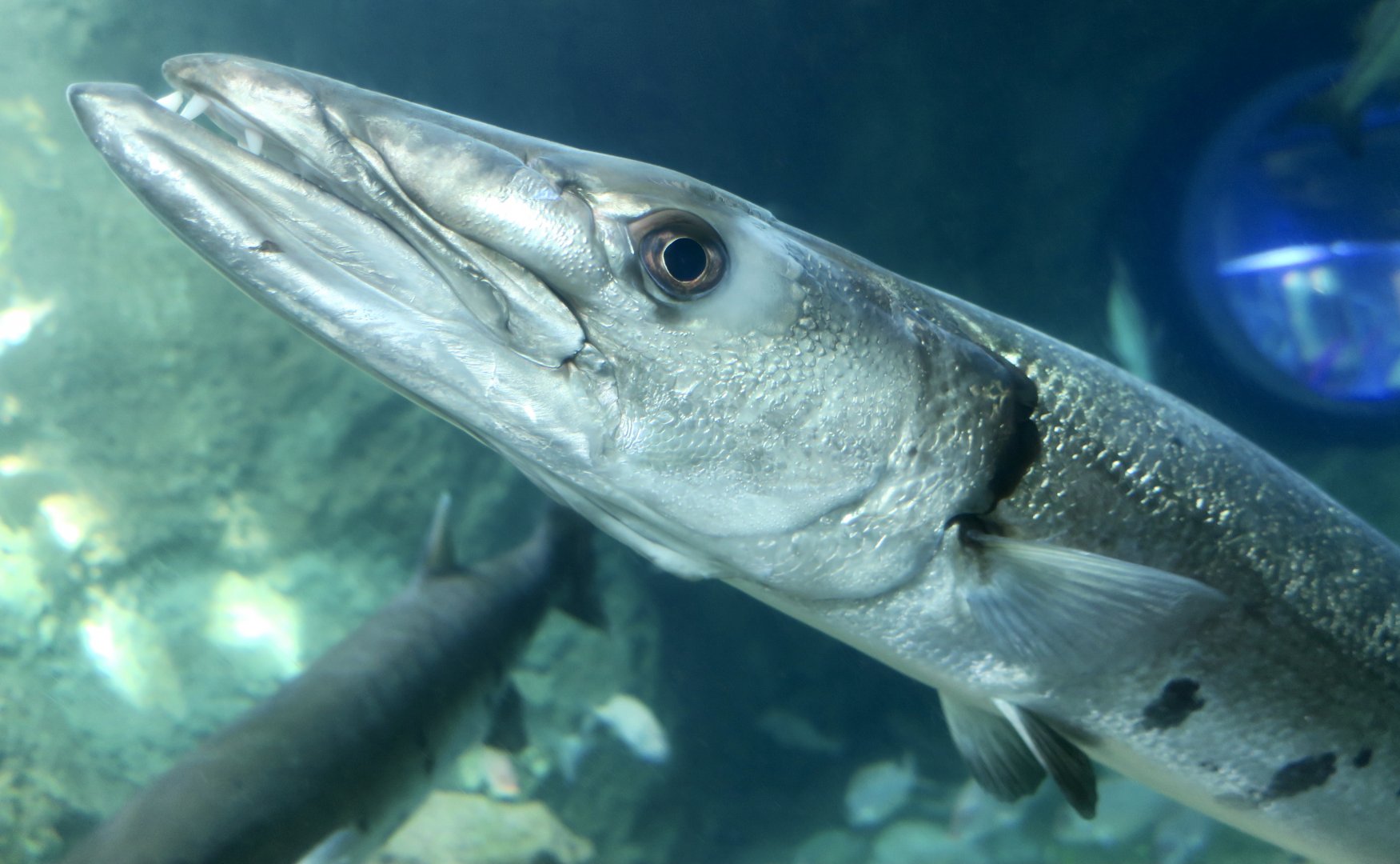 Great Barracuda (Sphyraena barracuda)