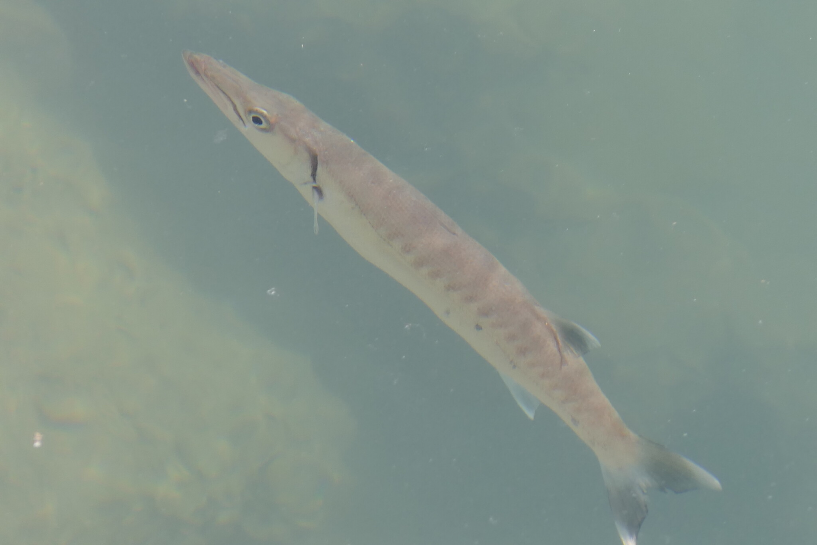 Great Barracuda (Sphyraena barracuda)