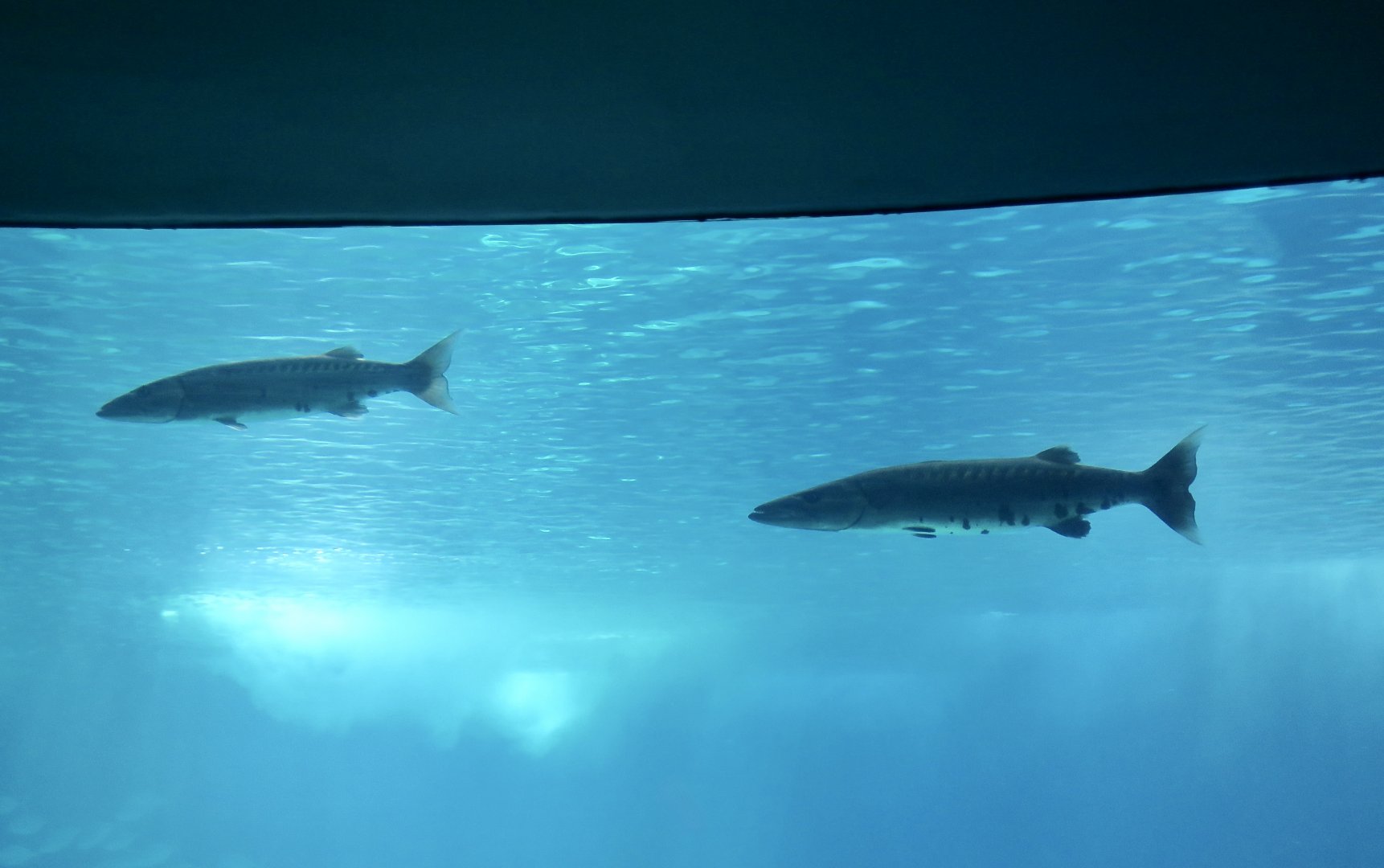 Great Barracuda (Sphyraena barracuda)