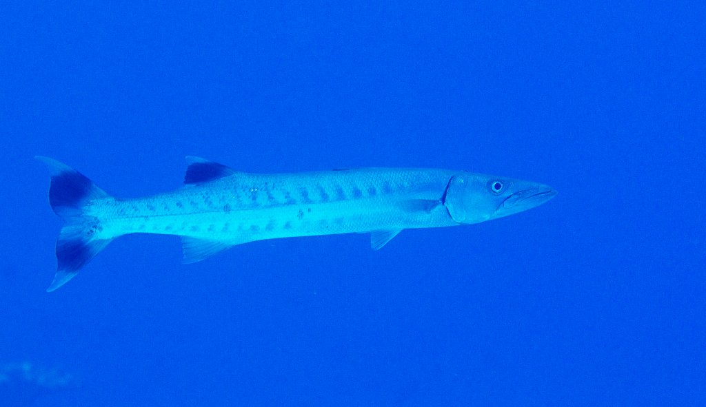 Great Barracuda