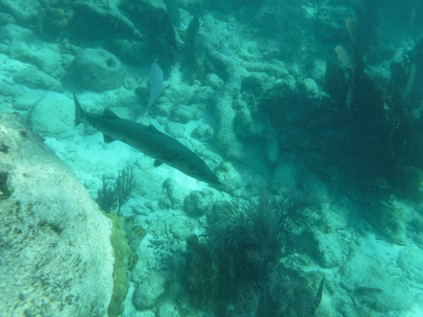 Great barracuda