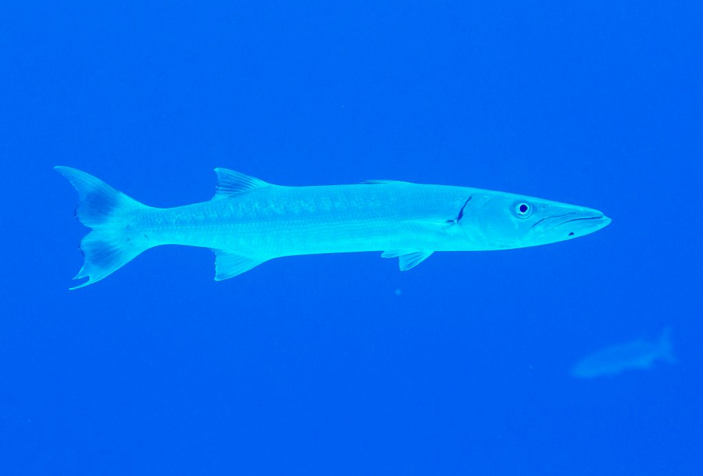 Great Barracuda