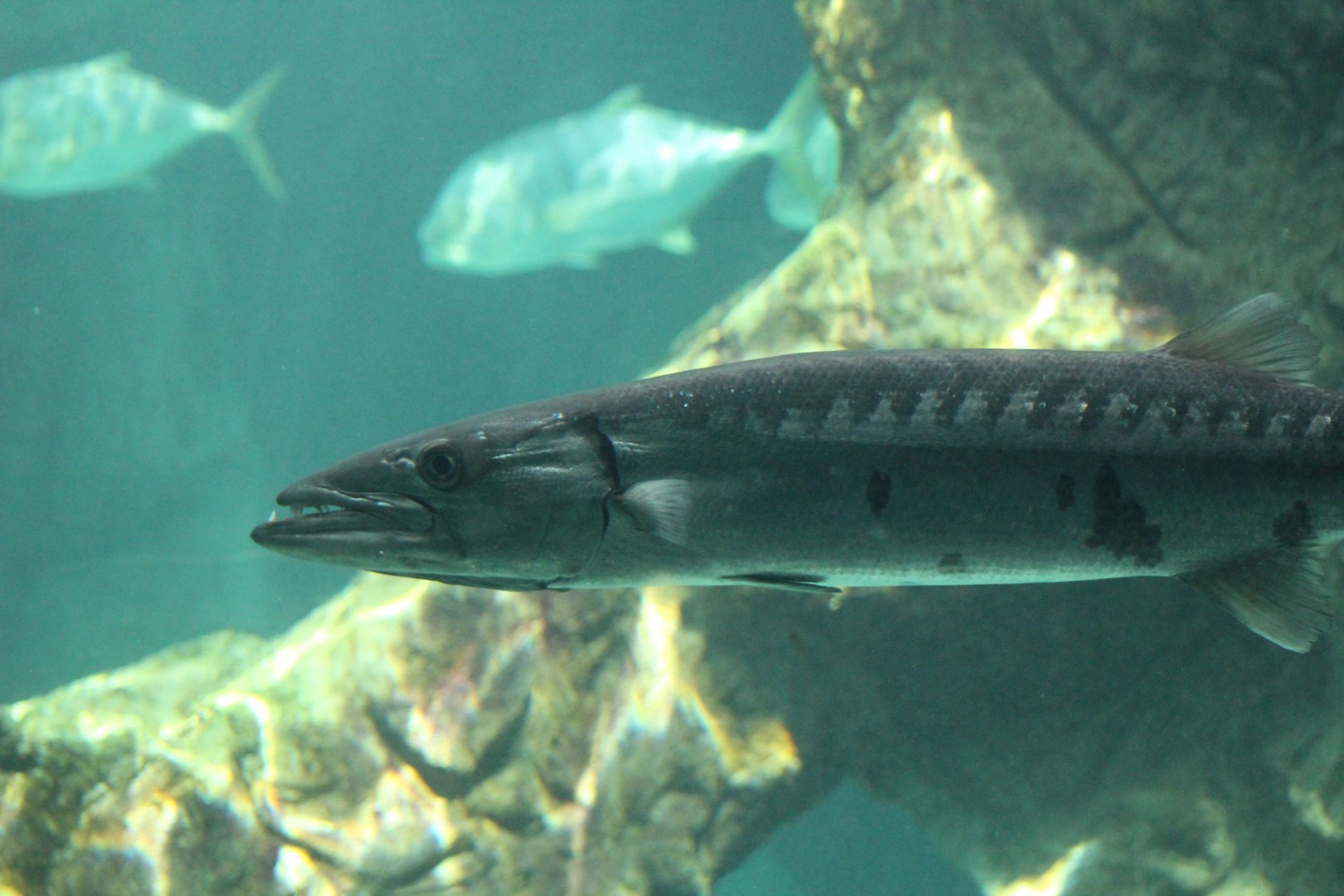 Great Barracuda