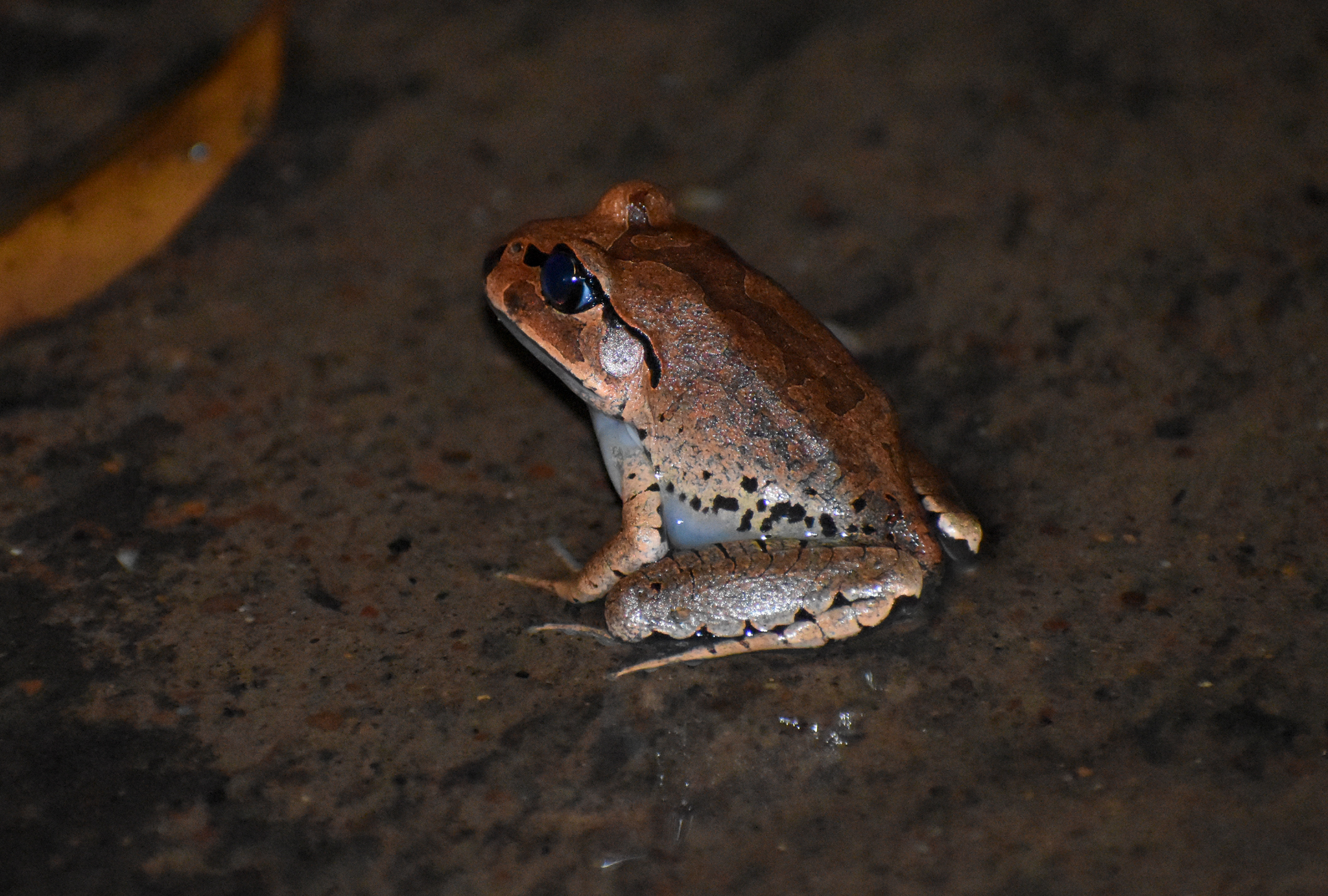Great Barred Frog, Mixophyes fasciolatus