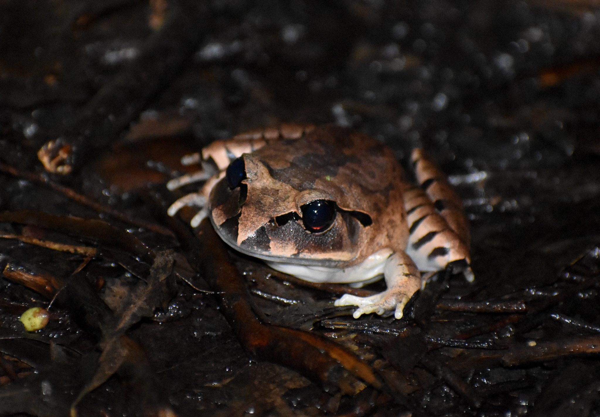 Great Barred Frog, Mixophyes fasciolatus