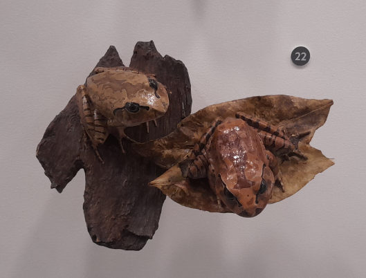 Great Barred River Frog - Queensland Museum