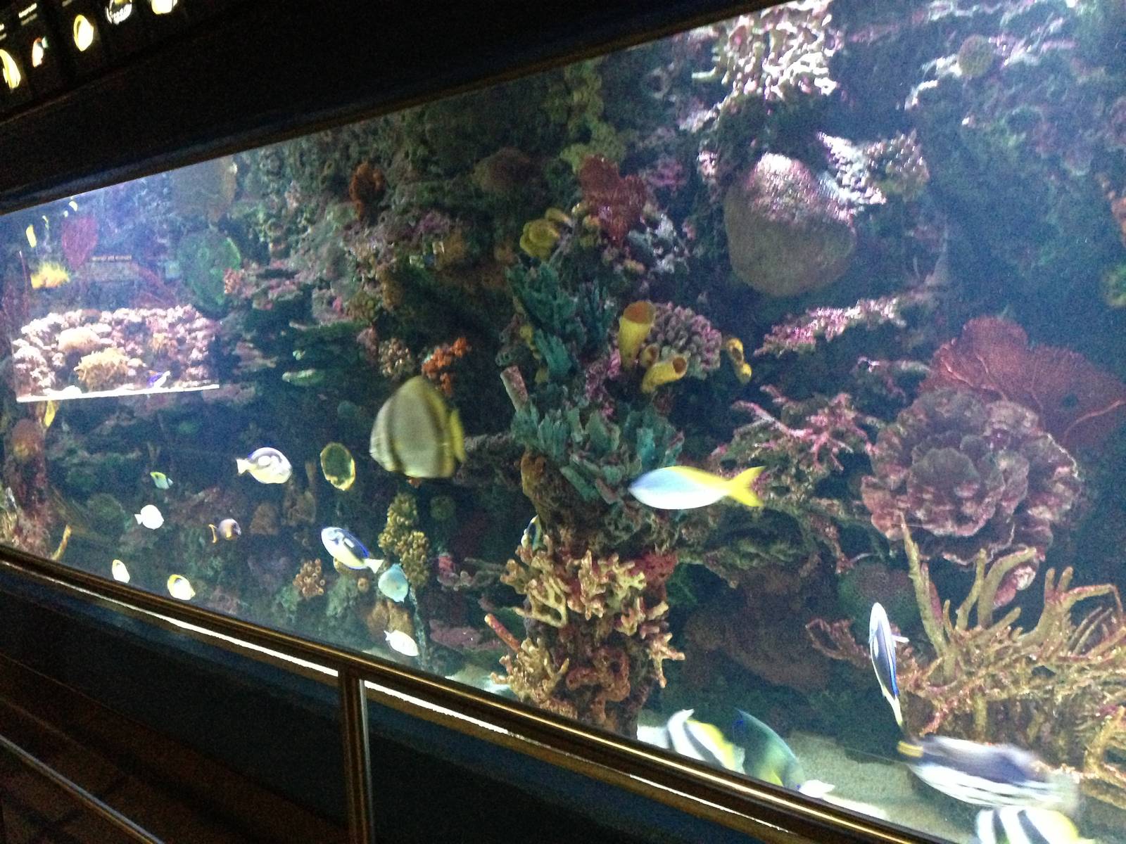 Great Barrier Reef Aquarium