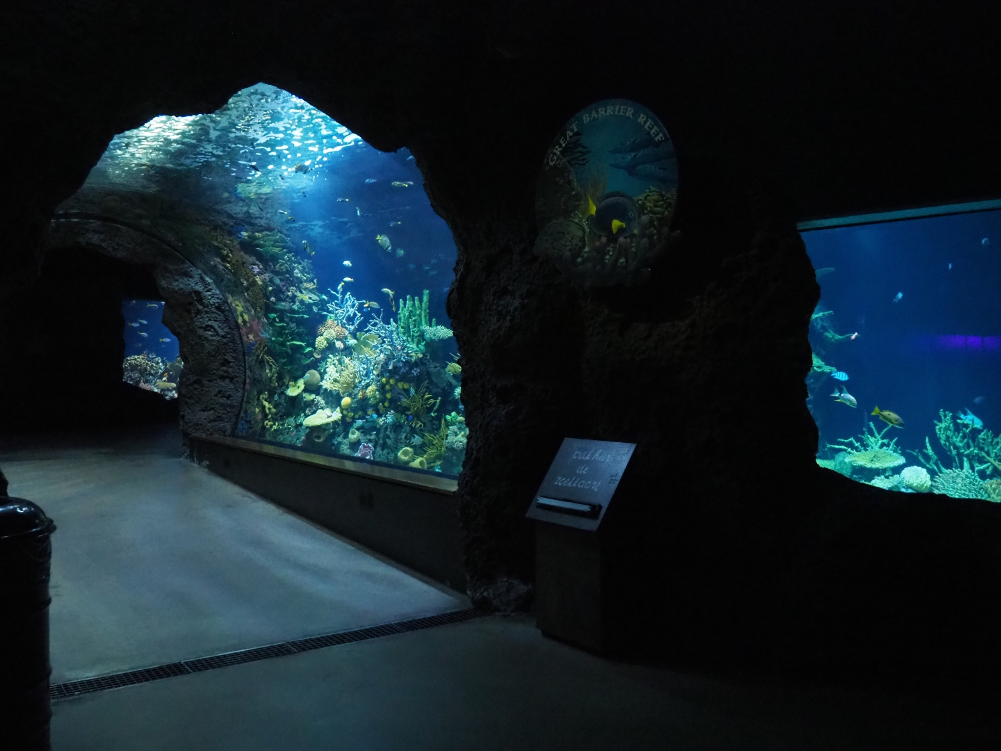 Great Barrier Reef coral tunnel tank (Nov 10th, 2018)