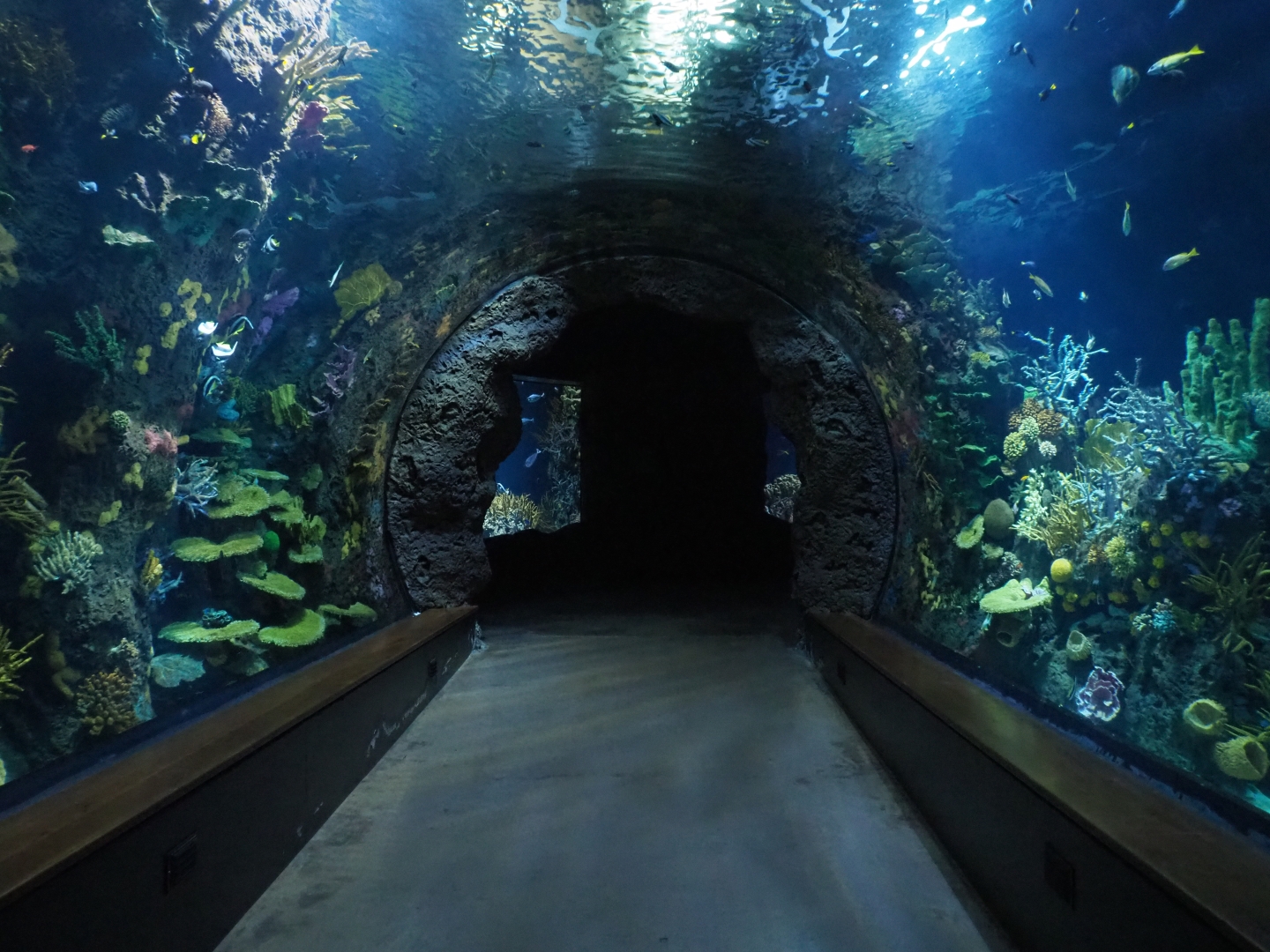 Great Barrier Reef coral tunnel tank (Nov 10th, 2018)