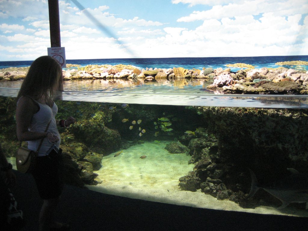 Great Barrier Reef display