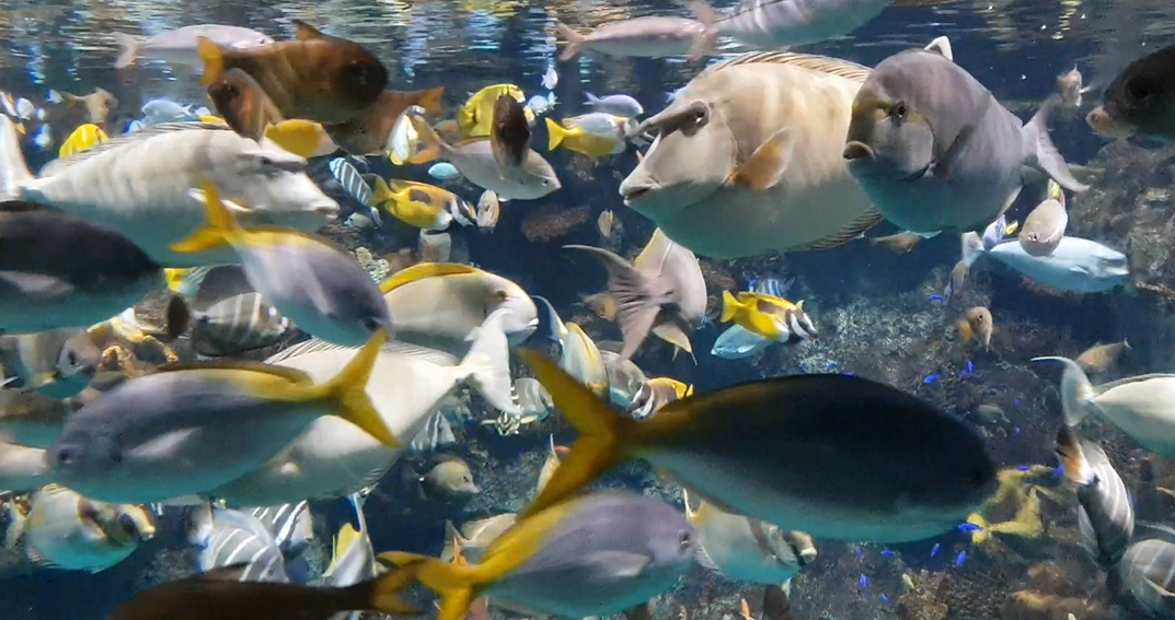 Great Barrier Reef Exhibit