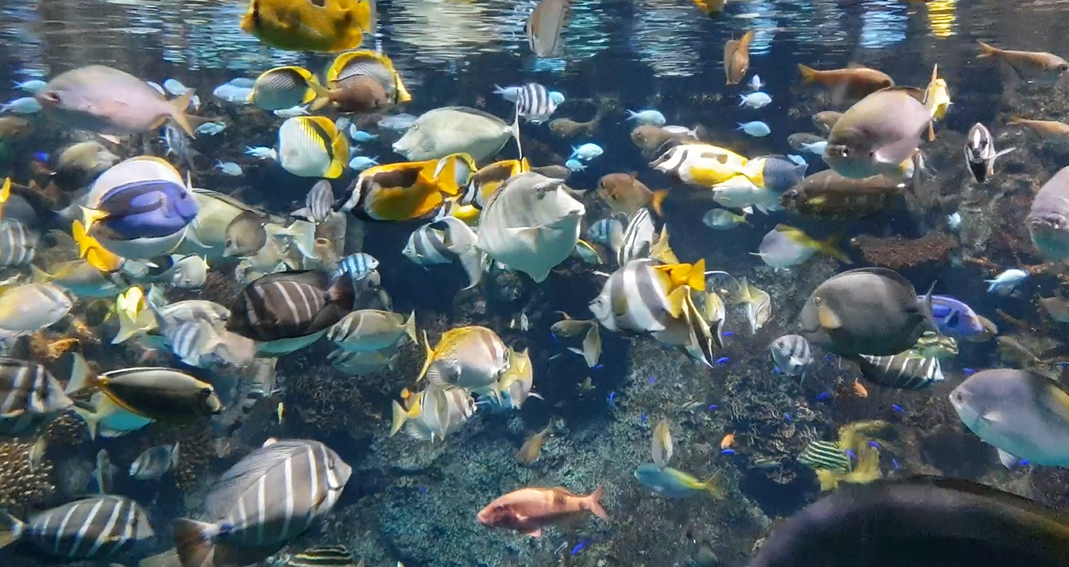 Great Barrier Reef Exhibit