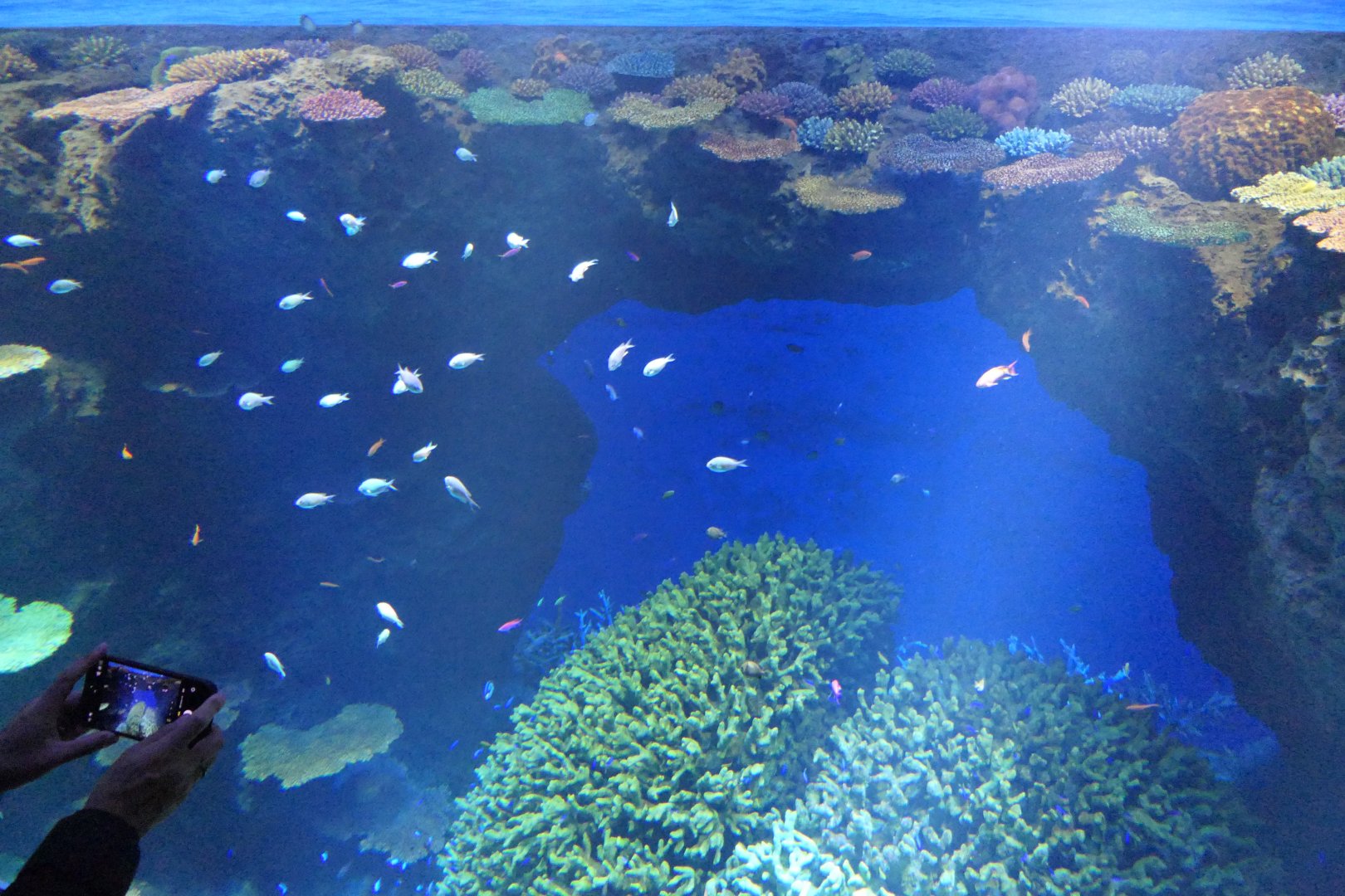Great Barrier Reef exhibit