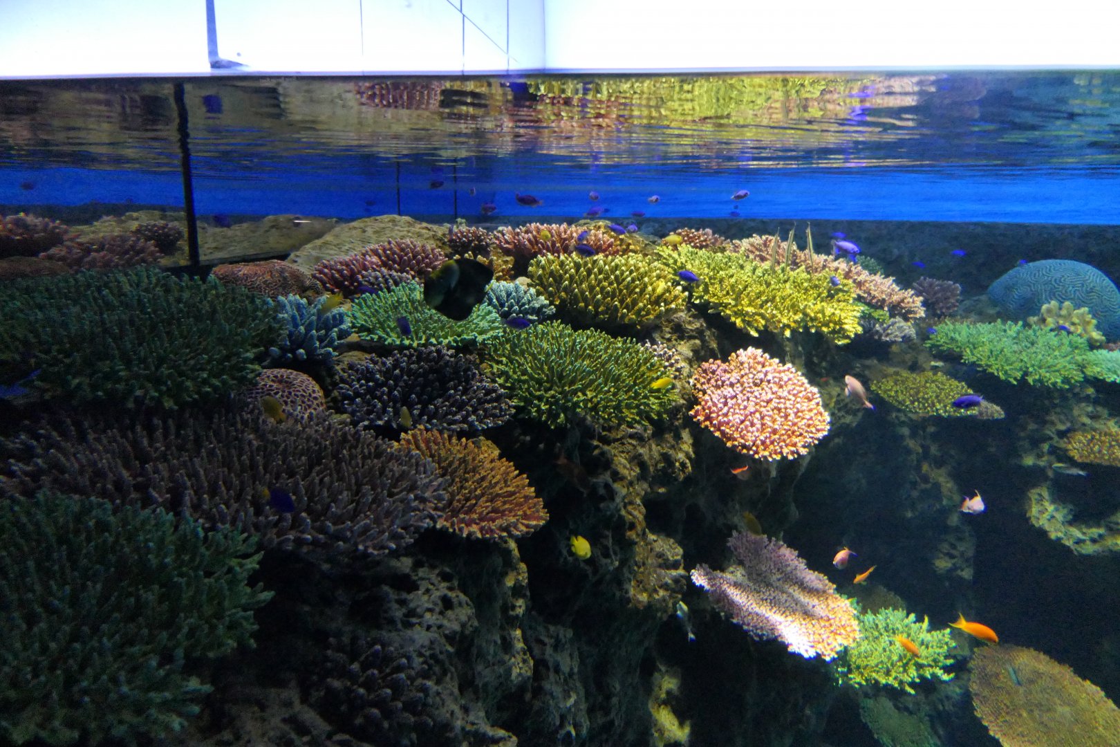 Great Barrier Reef exhibit