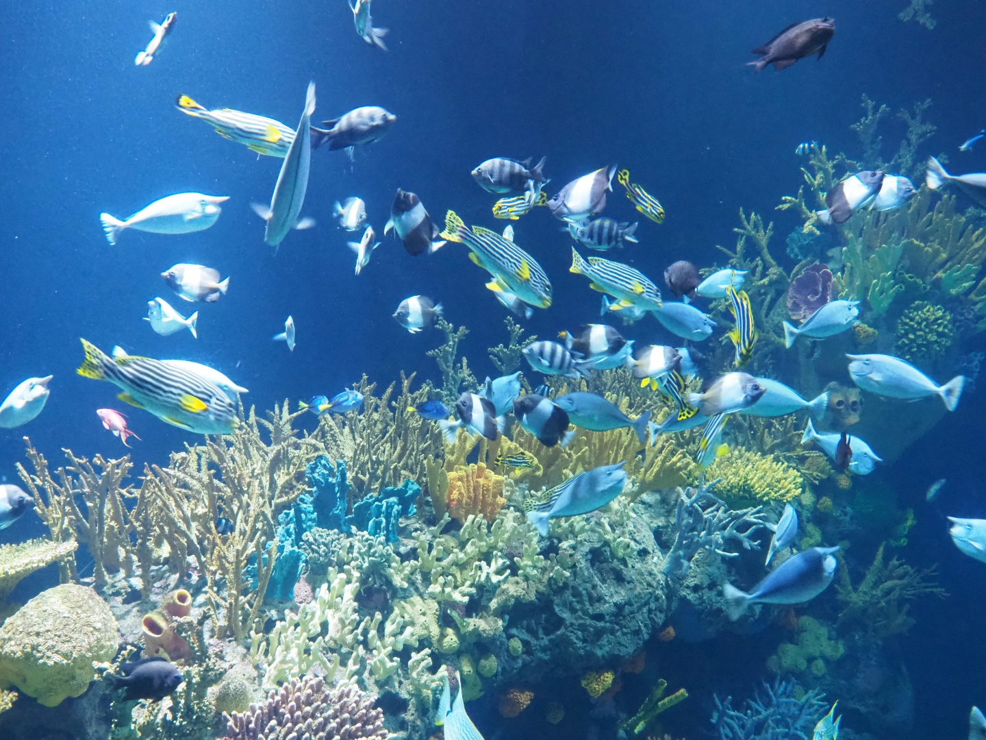 Great Barrier Reef fish (Nov 10th, 2018)