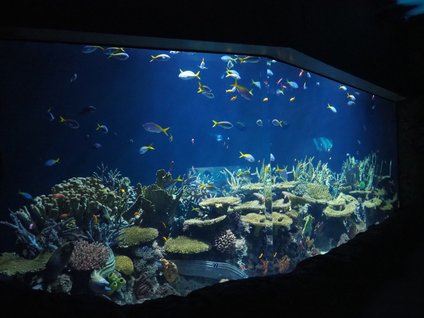 Great Barrier Reef moray eel tank (Nov 10th, 2018)