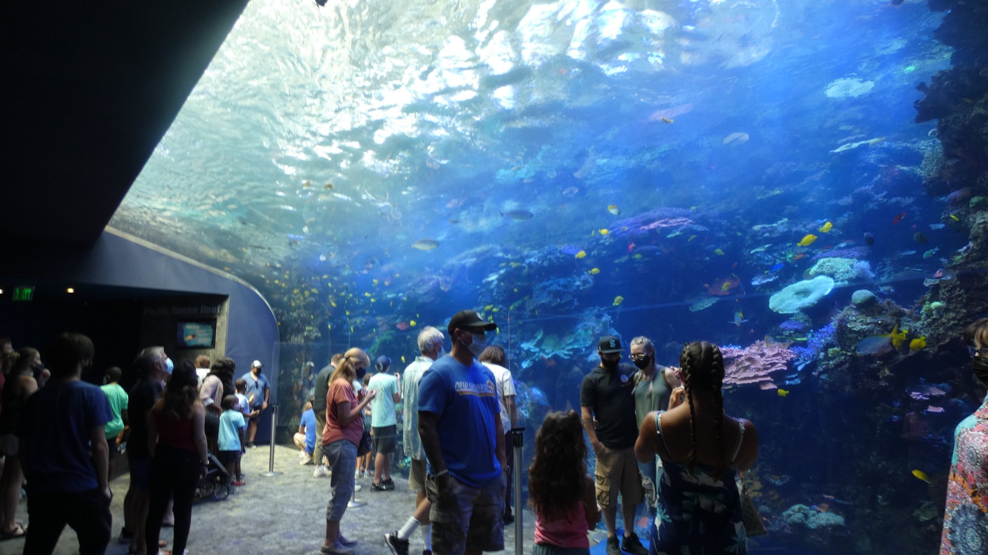 Great Barrier Reef Tank, Tropical Diver - Aug. 2021