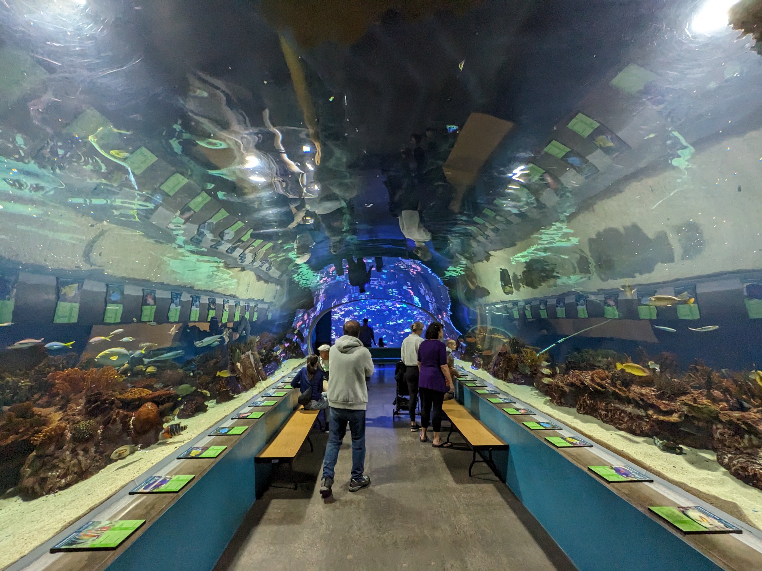 Great Barrier Reef tank/tunnel