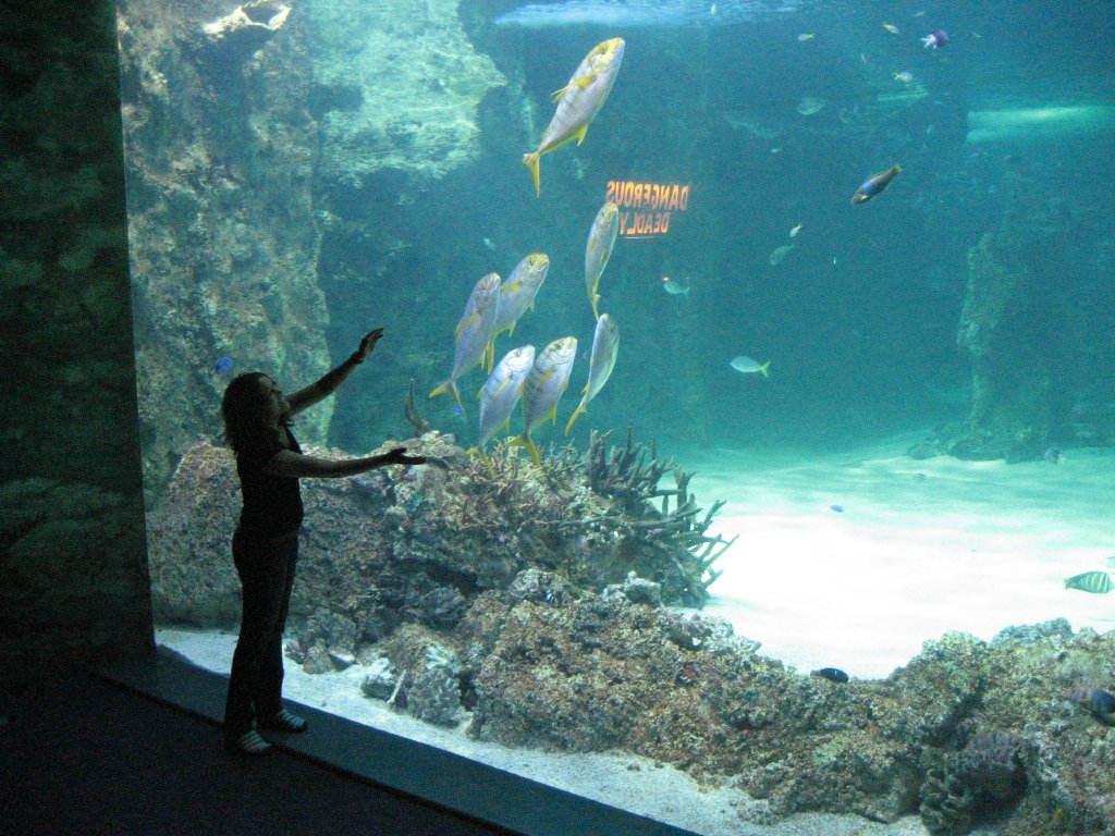 Great Barrier Reef Tank