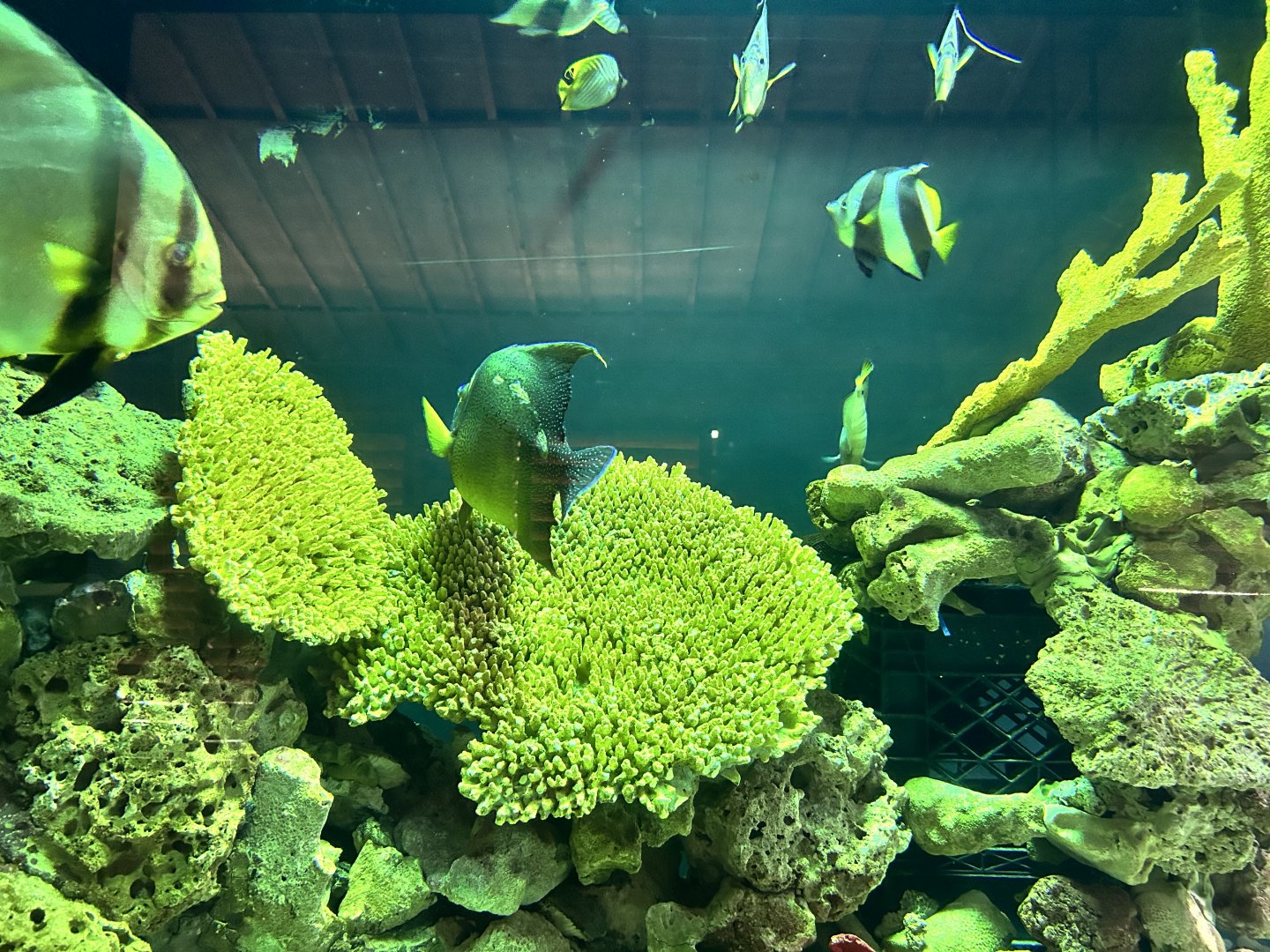 Great Barrier Reef Tank