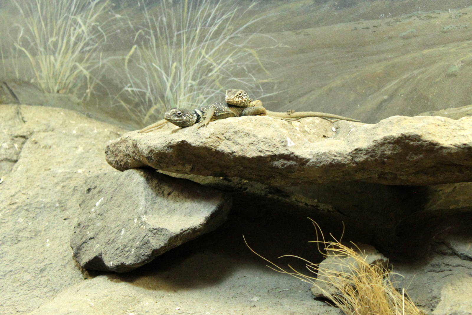 Great Basin Collared Lizard