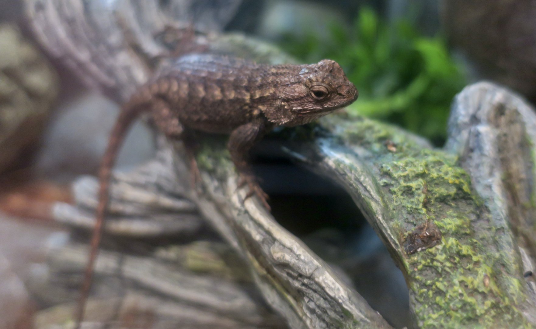 Great Basin Fence Lizard (Sceloporus occidentalis longipes)
