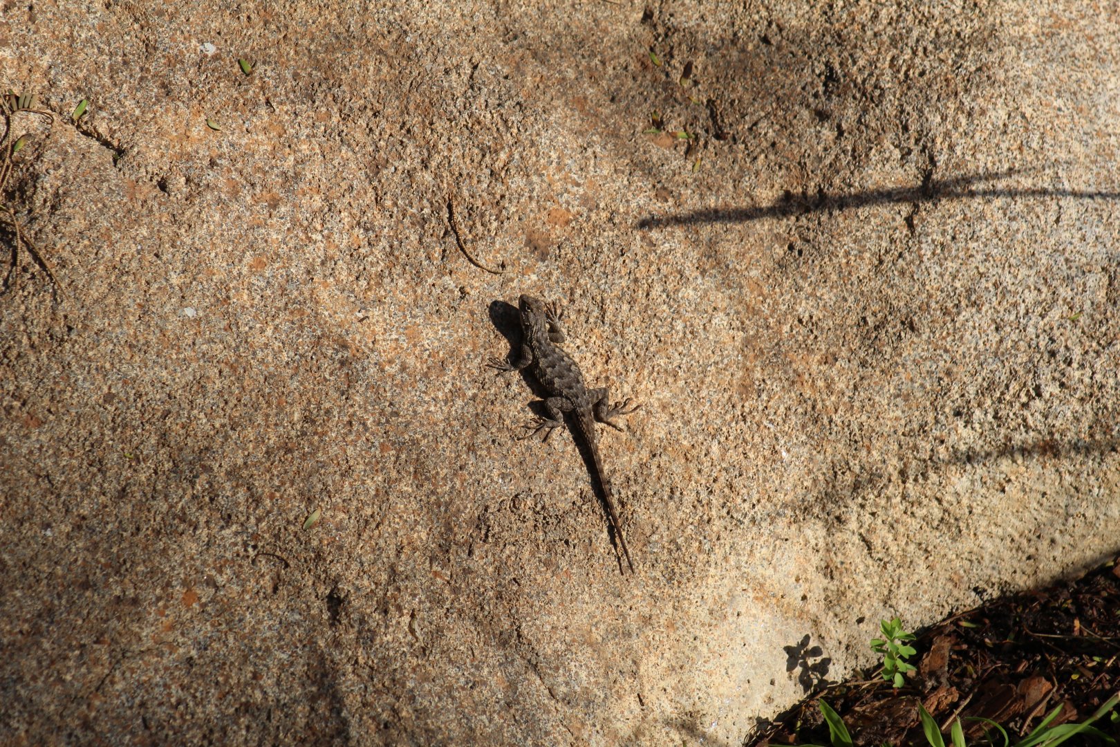 Great Basin Fence Lizard